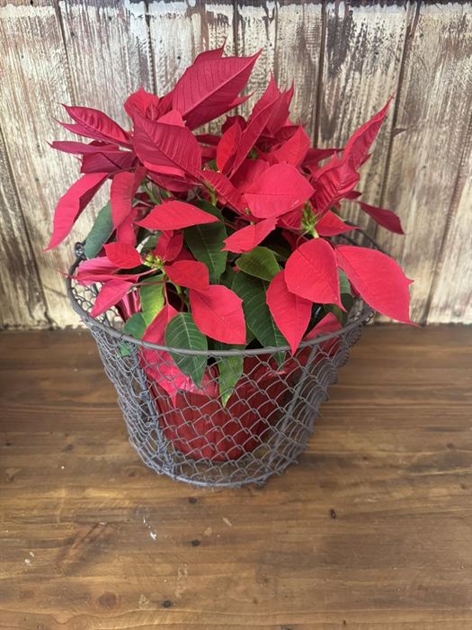 Footed wire basket planter