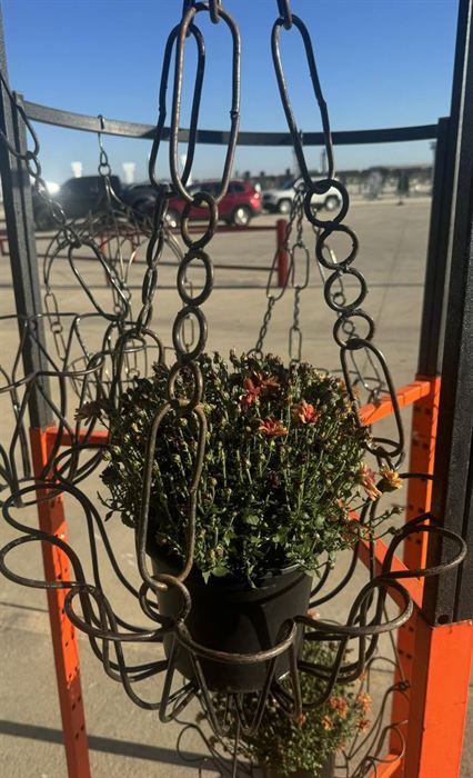 Chain-hung wrought iron hanging basket