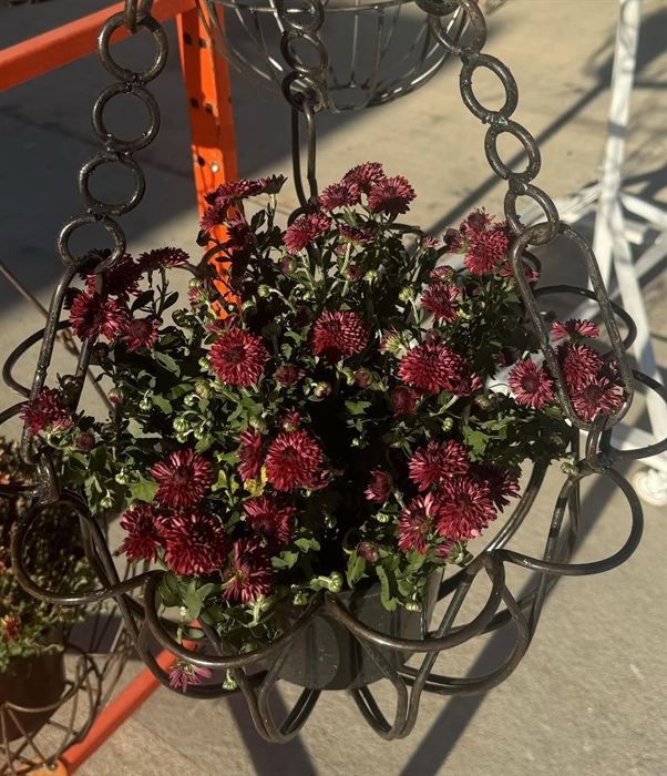 Wrought iron hanging basket planted with flowers