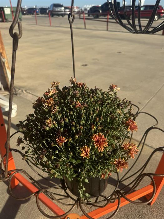 Open-frame wrought iron hanging basket