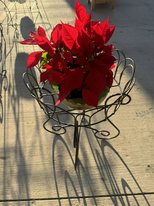 Low scrolled wrought iron plant stand