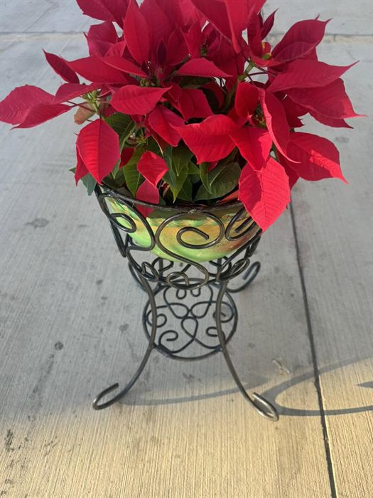 Wrought iron plant stand with a scrolled foot