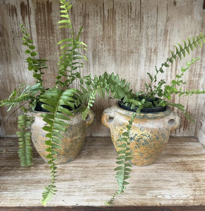A pair of large rustic clay planters holding ferns