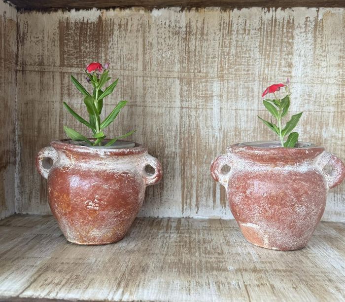 A pair of handled terracotta pots, planted