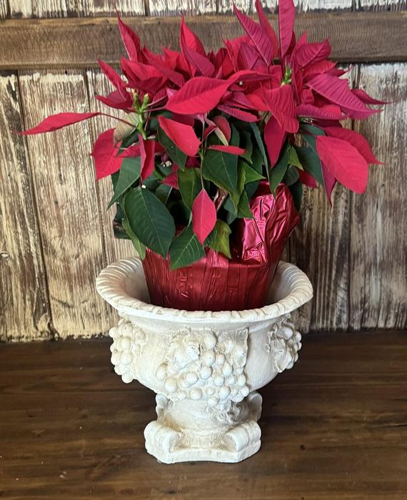Footed plaster grape urn holding a poinsettia